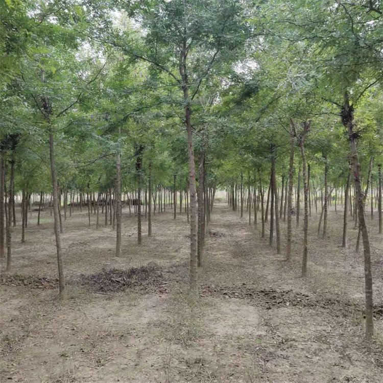 湖北香樟哪家好-電話-廠家