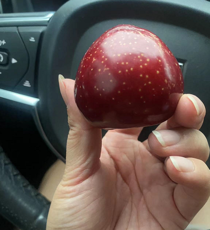 味王李子苗采后處理 冷藏保鮮 單性結(jié)實(shí)能力強(qiáng)種植基地