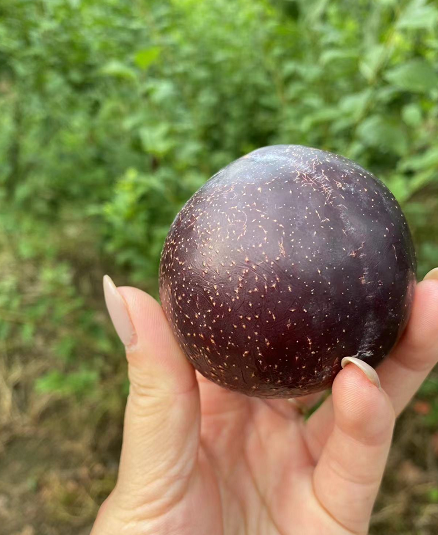 味王李子苗采后處理 冷藏保鮮 單性結(jié)實(shí)能力強(qiáng)種植基地