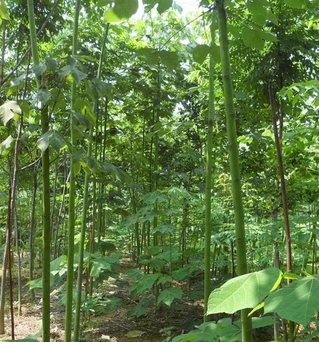 10-15公分青桐 園林綠化 行道樹 枝葉繁茂 質(zhì)量優(yōu)