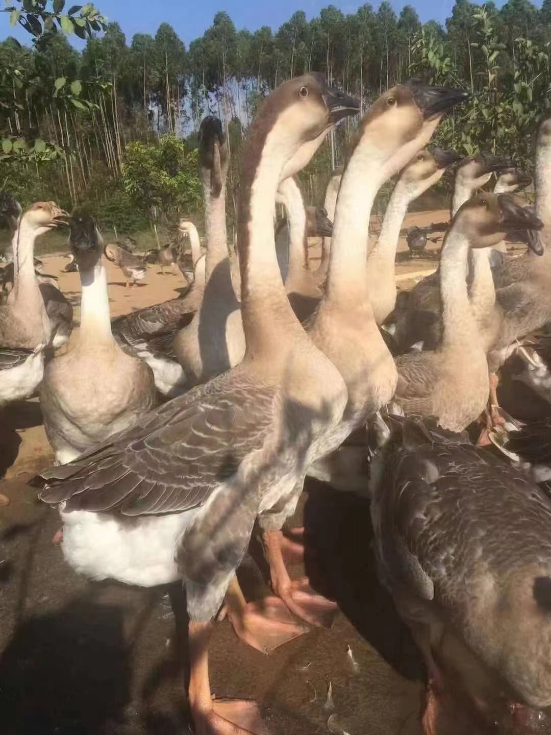 廣州獅頭鵝苗批發(fā)價(jià)-廣州獅頭鵝苗報(bào)價(jià)-廣州獅頭鵝苗直銷-廣州獅頭鵝苗供應(yīng)-廣州獅頭鵝苗養(yǎng)殖基地