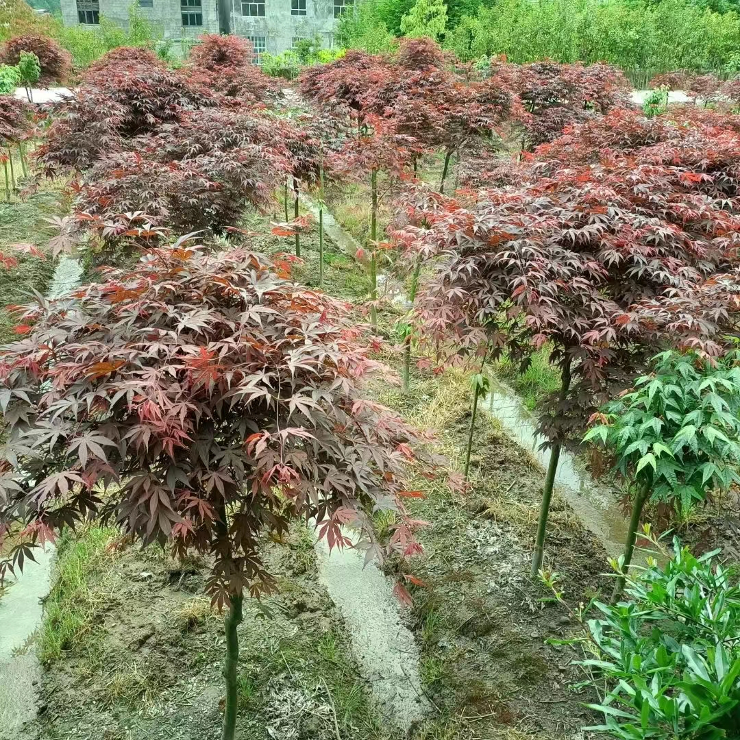 荊門紅楓哪家好  荊門紅楓價(jià)格 荊門紅楓報(bào)價(jià) 荊門紅楓訂購(gòu)聯(lián)系方式