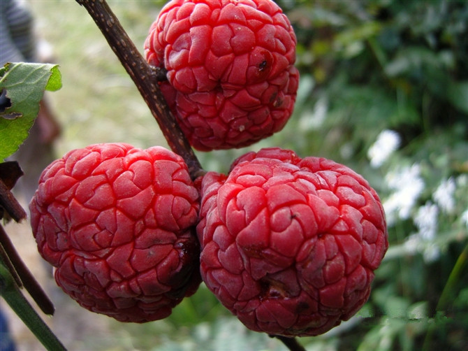 柘樹種苗 柘樹種植 柘果 柘樹苗｜柘木苗