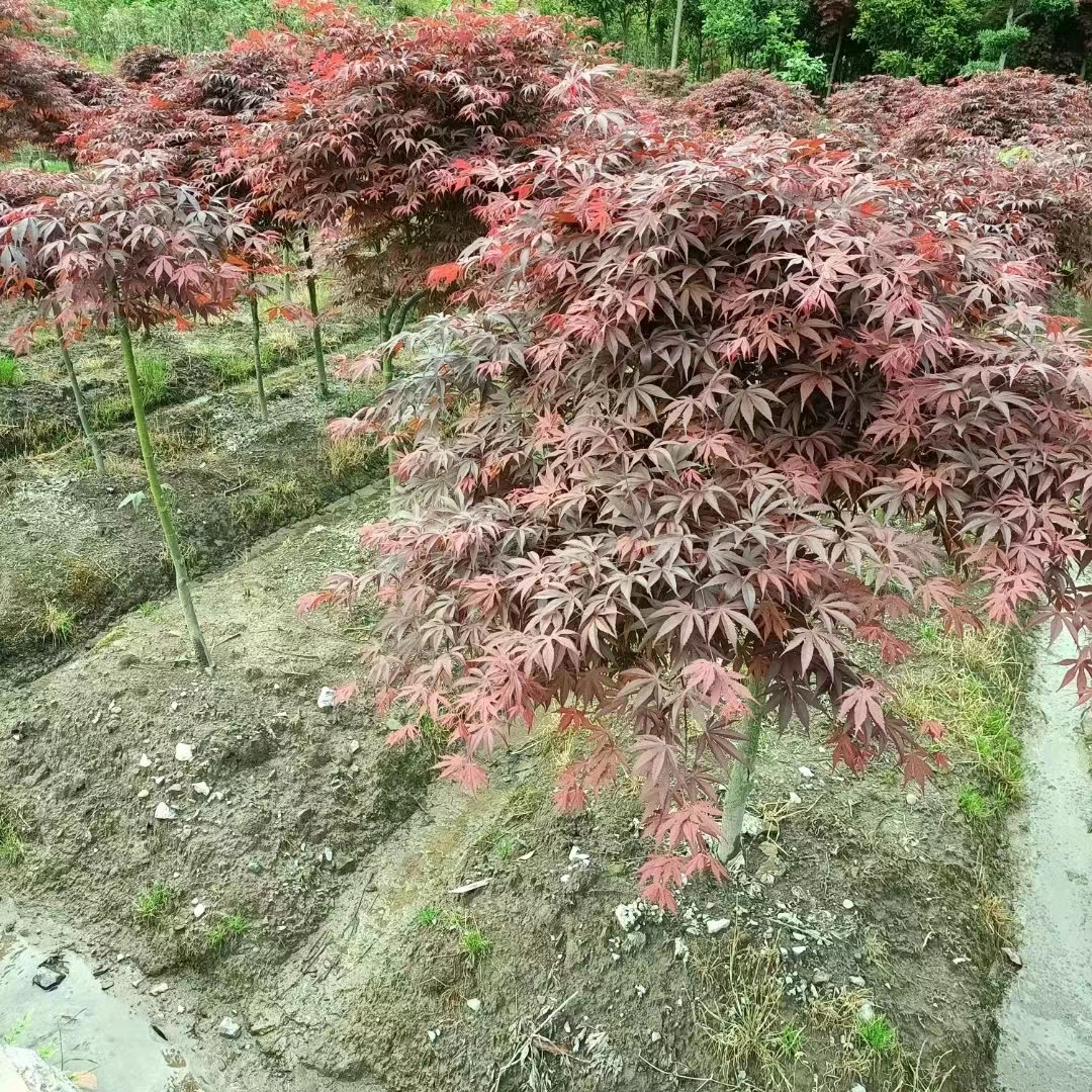 荊門紅楓哪家好  荊門紅楓價(jià)格 荊門紅楓報(bào)價(jià) 荊門紅楓訂購(gòu)聯(lián)系方式