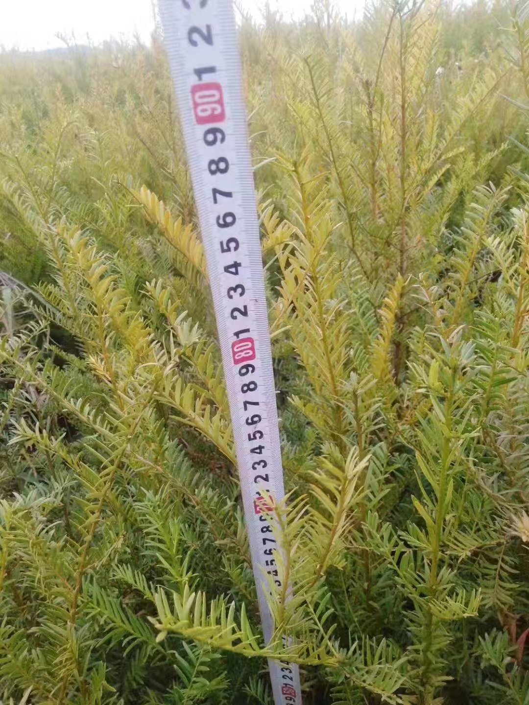 黃岡紅豆杉價(jià)格  黃岡紅豆杉種植基地  黃岡紅豆杉供應(yīng)商