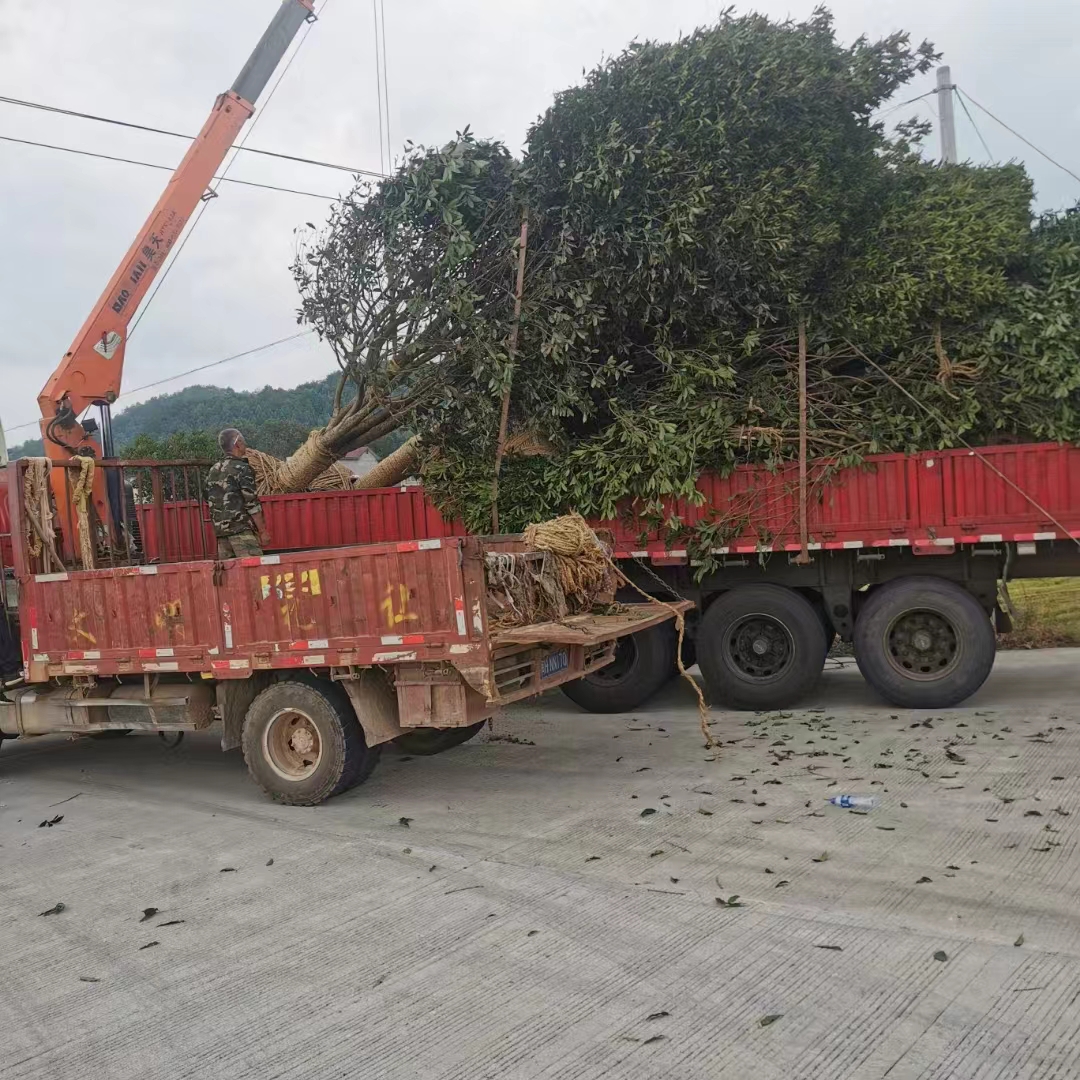 桂花樹(shù)苗 四季桂濃香型 原生苗景觀綠化工程地栽D21丹桂