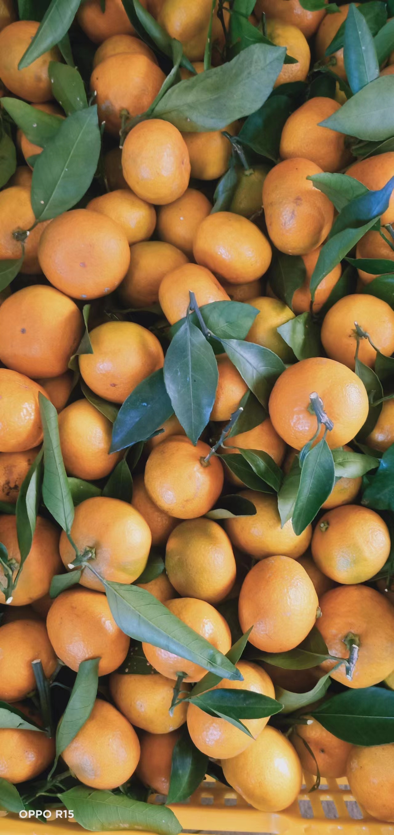 廣西小葉柑產(chǎn)地直銷大量出售、小葉柑批發(fā)價格、新鮮小葉柑嘗鮮價【有利農(nóng)副產(chǎn)品】