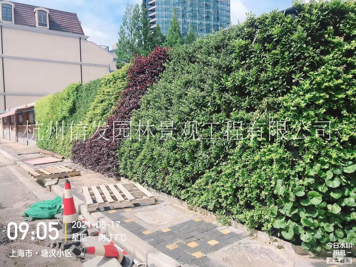 植物花墻 植物綠墻 垂直墻面綠化 辦公室辦公樓廠房墻面綠化 護(hù)坡邊坡綠化 植物墻花盆 植物墻施工