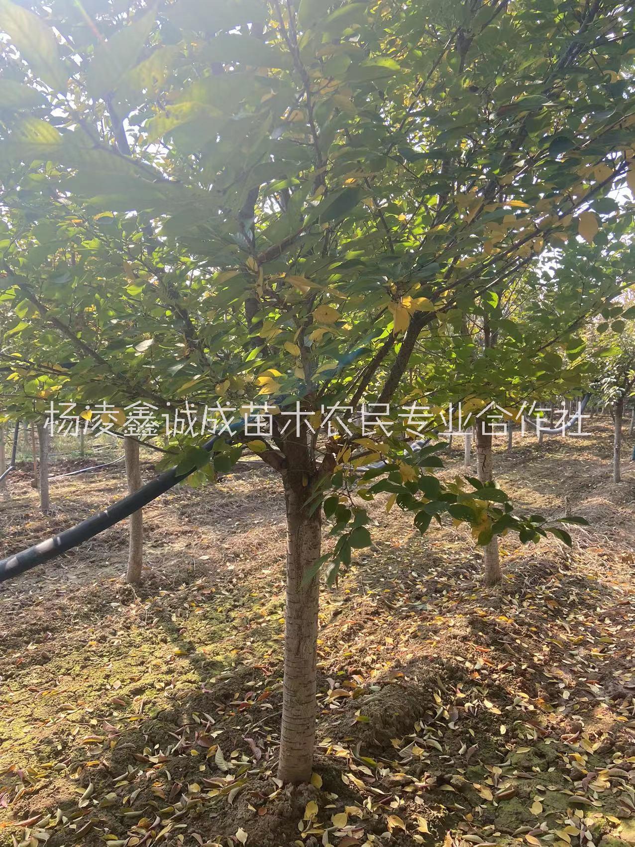 櫻花 苗圃基地櫻花 日本晚櫻花8-15公分 綠化苗木供應(yīng)