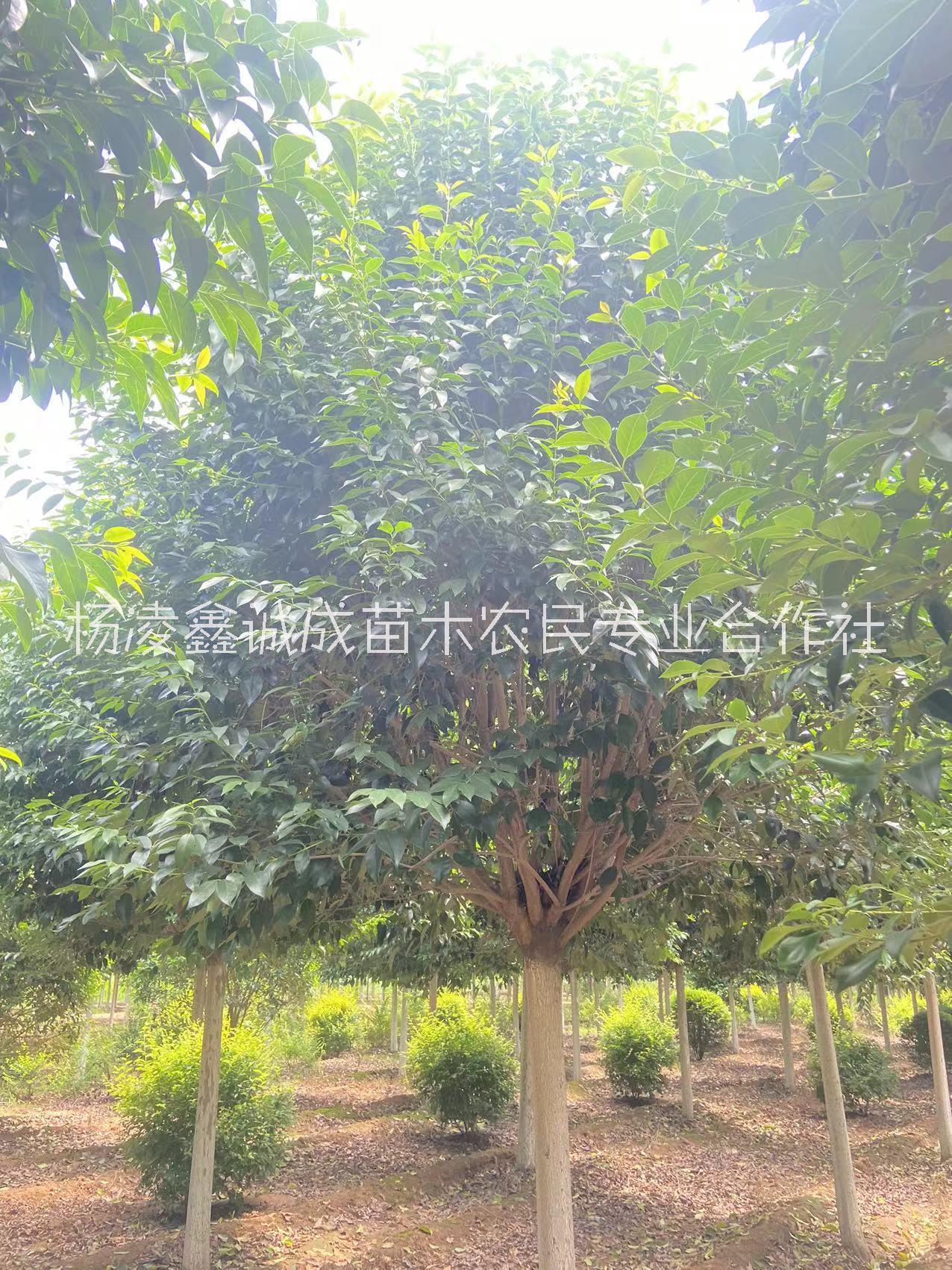 大葉女貞供應，綠化苗木大葉女貞12公分15公分