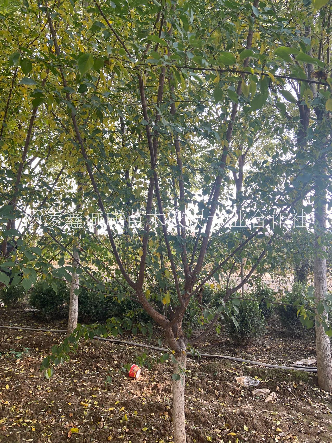 杏梅 苗圃自銷杏梅 綠化苗木紅梅 陜西低分枝杏梅紅梅