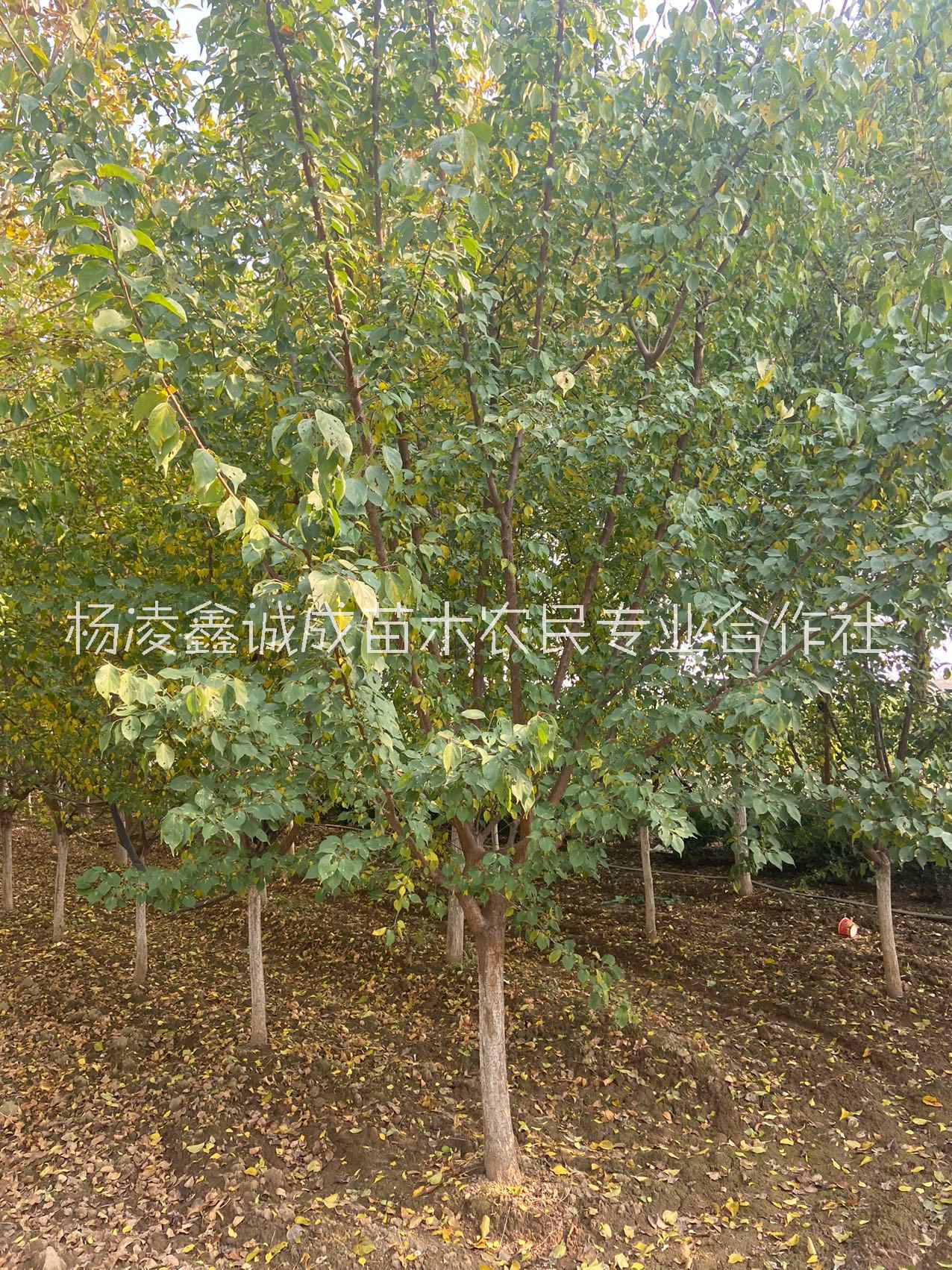 杏梅 苗圃自銷杏梅 綠化苗木紅梅 陜西低分枝杏梅紅梅