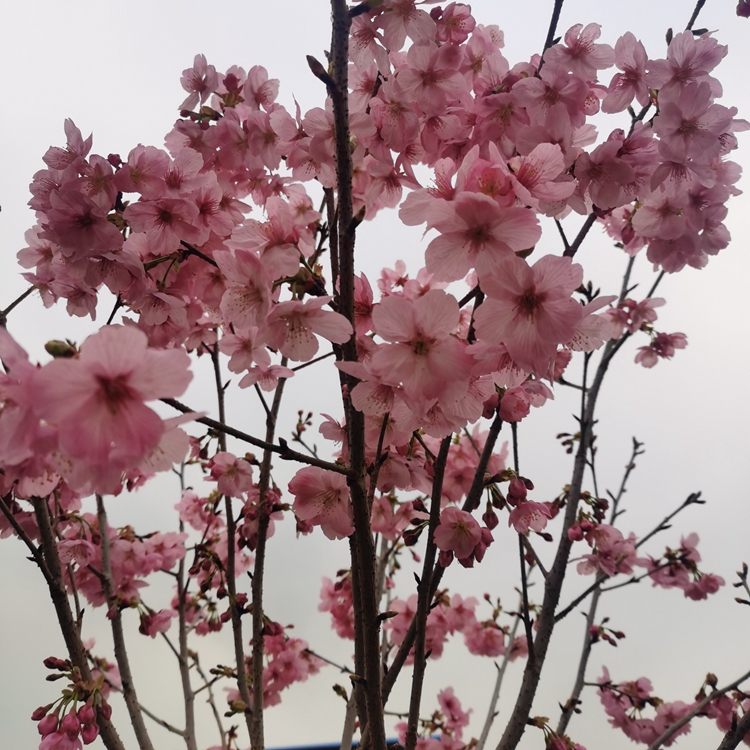 高桿陽光櫻 分枝1.8米以上 適合于道路美化亮化的行道樹櫻花