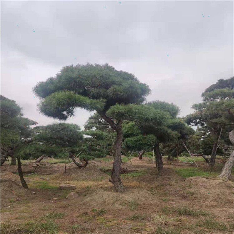 3米油松大量銷(xiāo)售,1-4米泰山景松造型黑松5-50公分