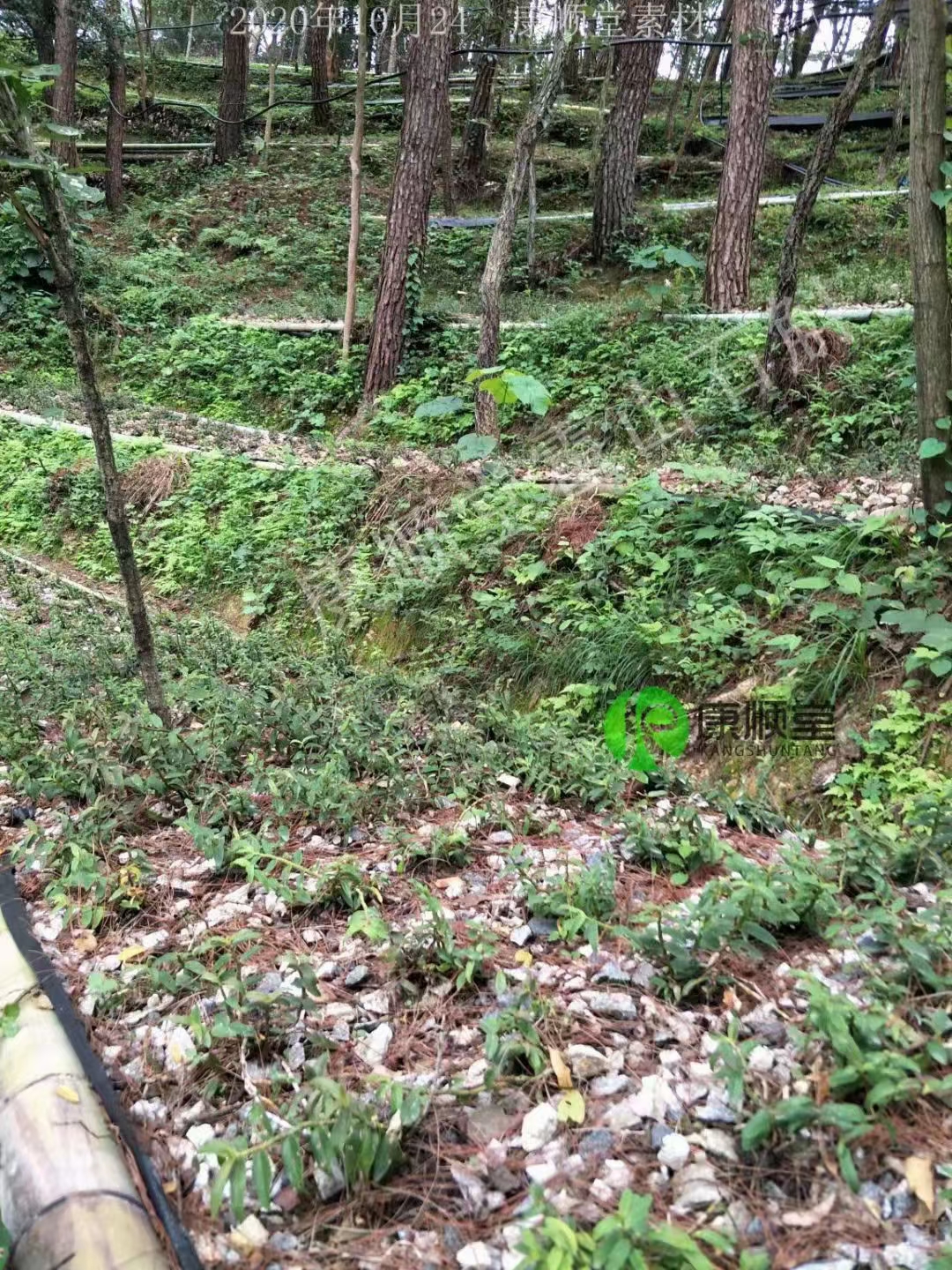 霍山石斛批發(fā) 石斛種植 養(yǎng)生茶中藥材