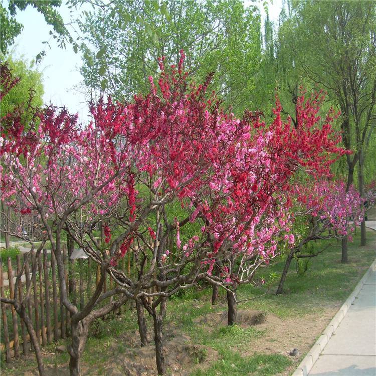 3公分青葉碧桃 15公分碧桃 批發(fā)零售 大量批發(fā)