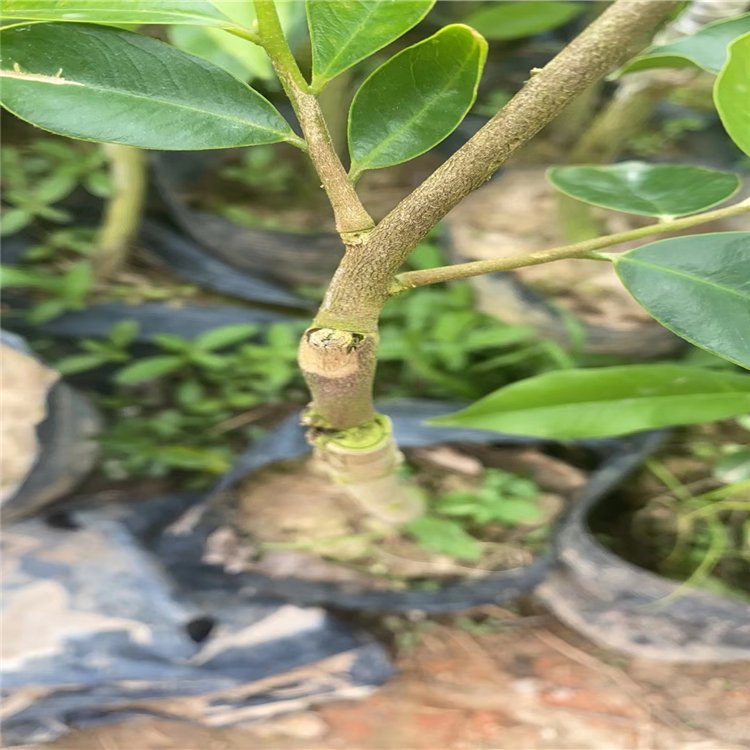 紫琪 沉香樹苗 鑫淼基地 種苗已結(jié)香