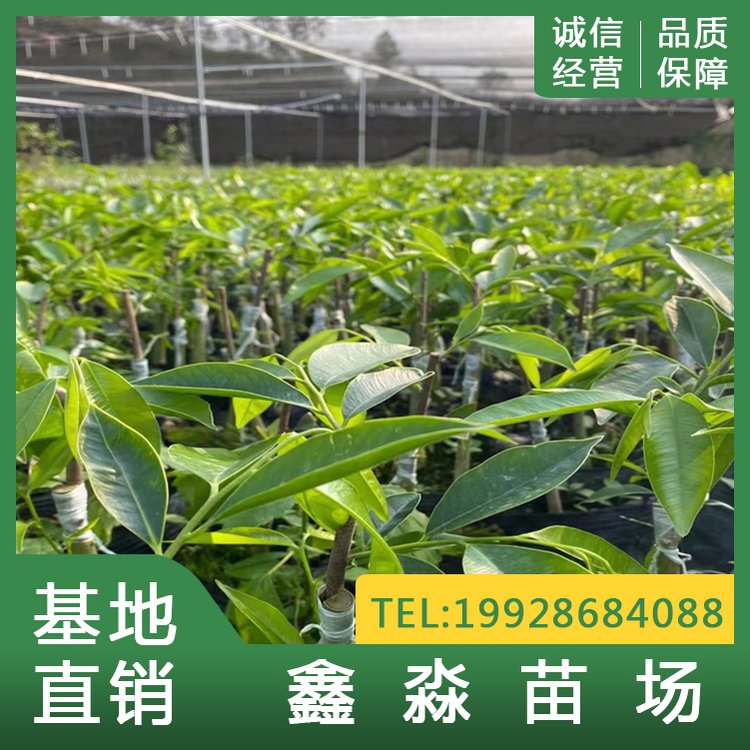 沉香奇楠苗 鑫淼奇楠種植基地供應(yīng)大中小杯苗 植株壯實(shí)長(zhǎng)勢(shì)好