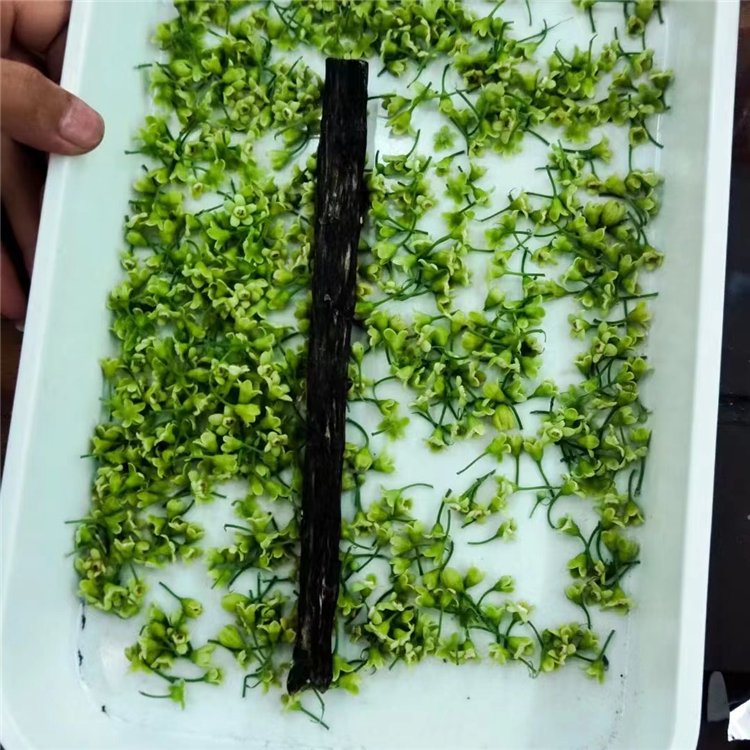 棋楠沉香嫁接苗西瓜葉 優(yōu)良品種自然結(jié)香 苗場供銷