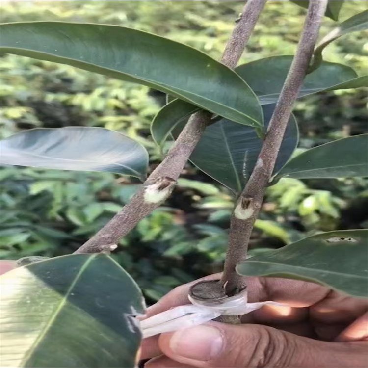 沉香奇楠苗 鑫淼奇楠種植基地供應(yīng)大中小杯苗 植株壯實(shí)長(zhǎng)勢(shì)好
