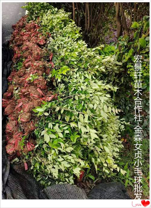 金森女貞杯苗基地給力批發(fā)湖南金森女貞杯苗-瀏陽(yáng)金森女貞小毛球質(zhì)好價(jià)優(yōu)