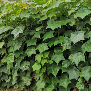 米老排苗多少錢  米老排苗價格