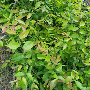 紅櫸苗聯(lián)系方式  紅櫸苗報(bào)價(jià)