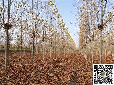 胸徑16-18公分法桐，定桿三年帽法國(guó)梧桐