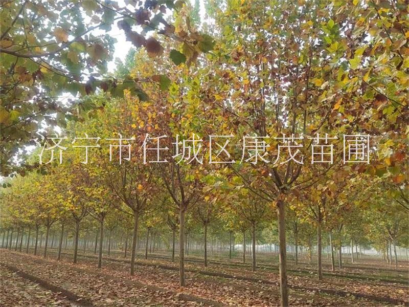 胸徑16-18公分法桐，定桿三年帽法國(guó)梧桐