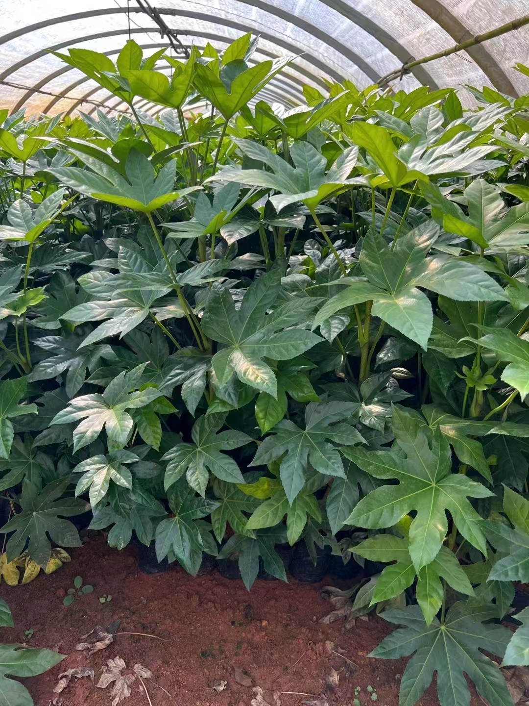 云南八角金盤(pán)基地-八角金盤(pán)種植批發(fā)-八角金盤(pán)價(jià)格（宜良天成林苗圃）