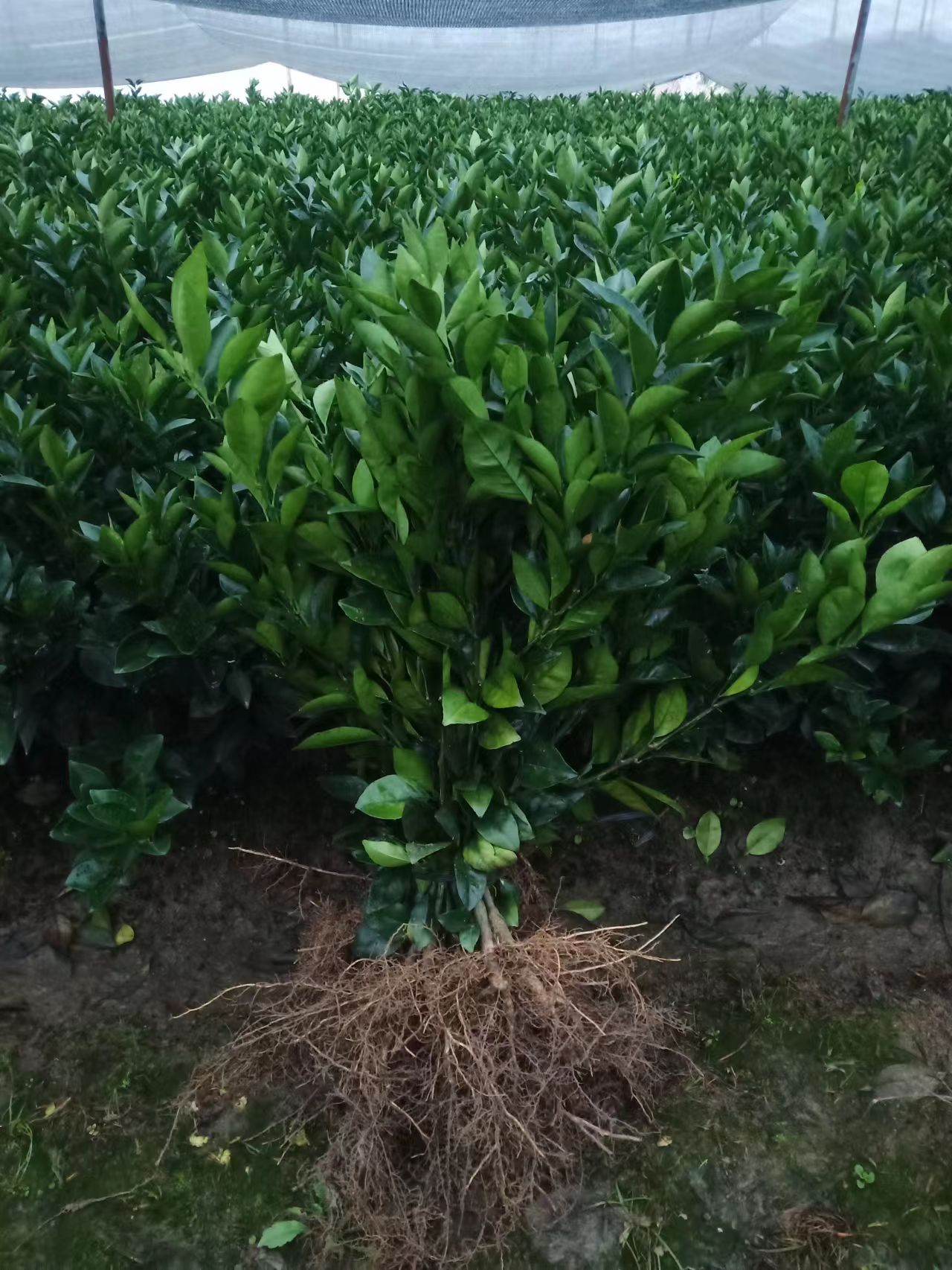 蜜桔樹苗木批發(fā)價格  蜜桔樹苗木種植基地
