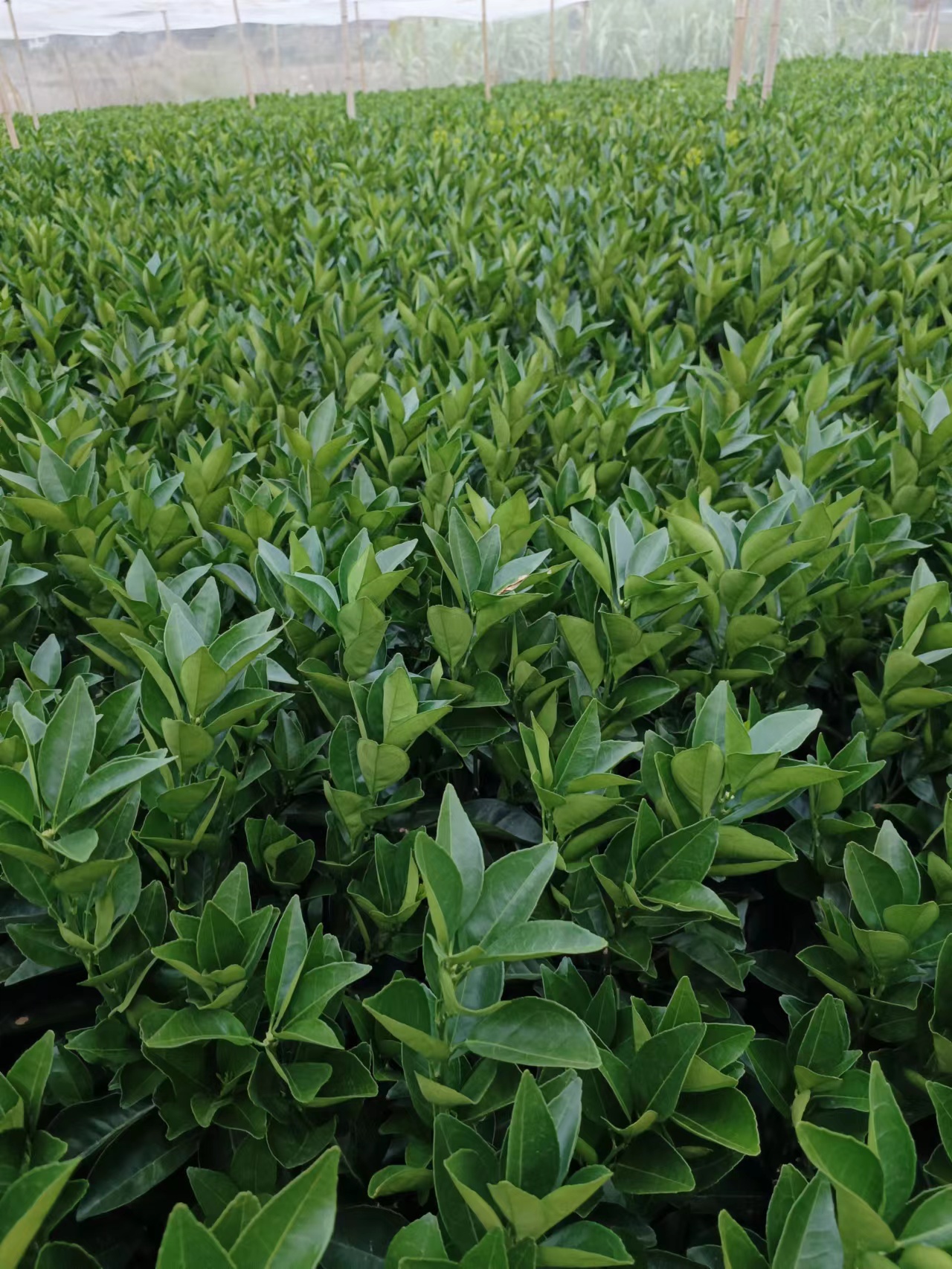 蜜桔樹苗木批發(fā)價格  蜜桔樹苗木種植基地