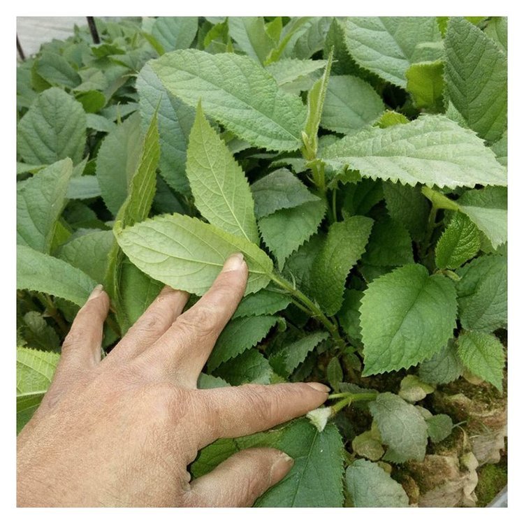 五指毛桃苗怎么賣  現(xiàn)挖五指毛桃苗