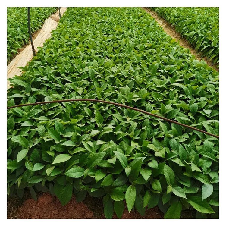 五指毛桃苗怎么賣  現(xiàn)挖五指毛桃苗