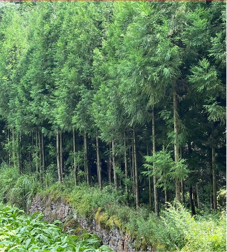 湖北八公分柳杉種植基地 庭院觀賞綠化苗木批發(fā)電話