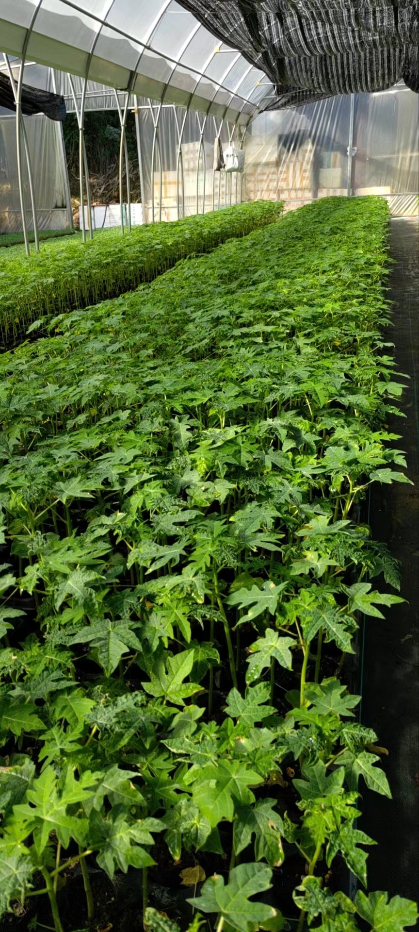 木瓜苗一顆怎么賣  現(xiàn)挖木瓜苗