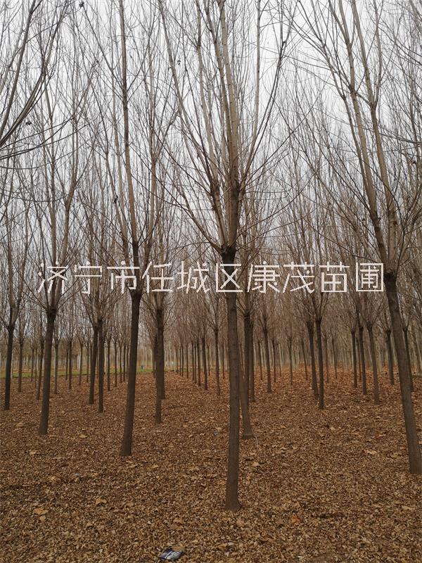 速生白蠟價(jià)格12公分白蠟樹(shù)苗產(chǎn)地