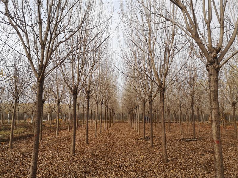 山東白蠟基地10-12公分白蠟