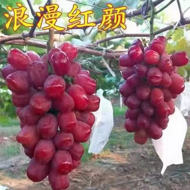 秦皇島黑皇葡萄/價格/基地