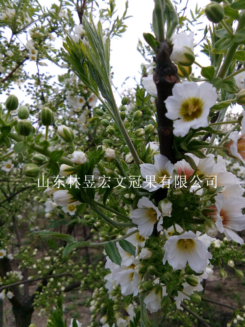林昱宏文冠果花  可賞可泡茶