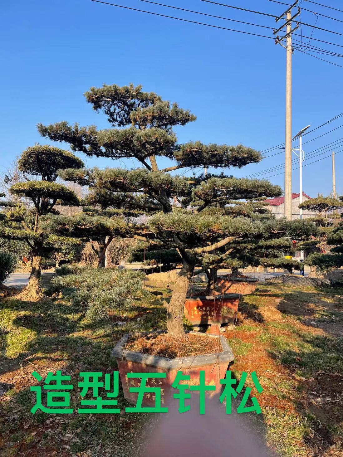 造型羅漢松基地、報價