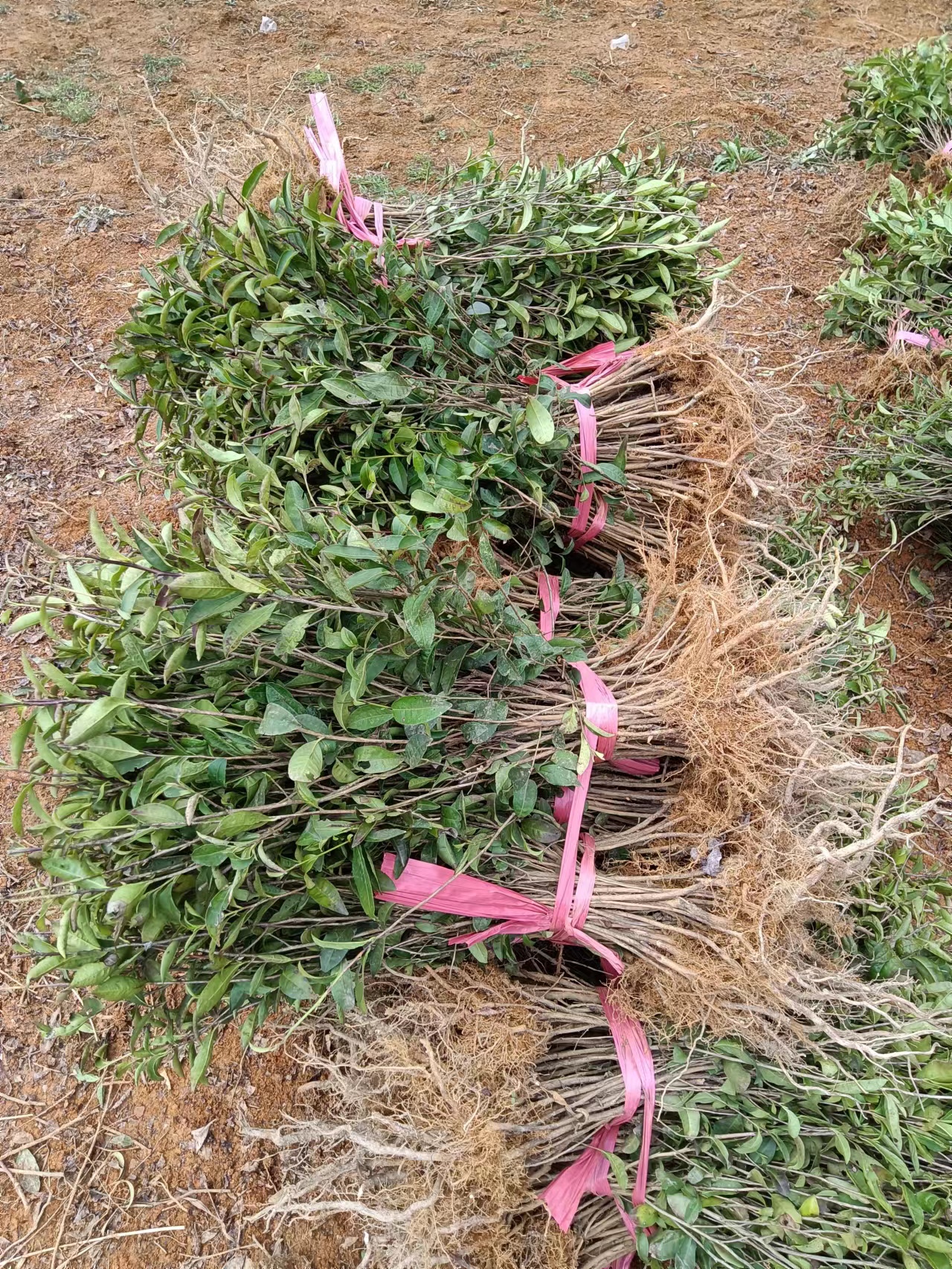 湖北中茶108茶苗基地出售_批發(fā)_多少錢_訂購電話【雅安市名山區(qū)超眾苗木種植農(nóng)民合作社】