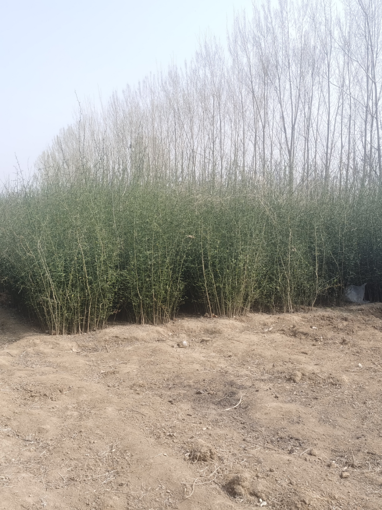 枸橘苗基地批發(fā) 枸橘樹苗 枸橘小苗 枳殼苗 籬笆苗 帶刺樹苗