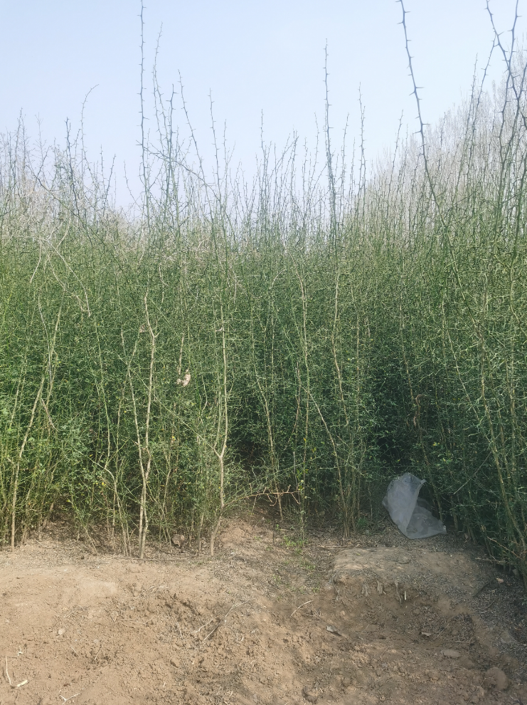 枸橘苗基地批發(fā) 枸橘樹苗 枸橘小苗 枳殼苗 籬笆苗 帶刺樹苗