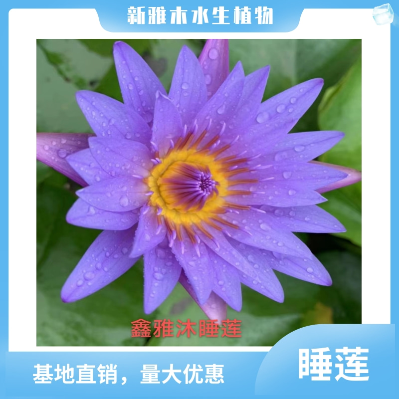 供應(yīng)太原睡蓮苗銷售，荷花種苗價(jià)格，蘆葦種苗供應(yīng)，批發(fā)香蒲種苗