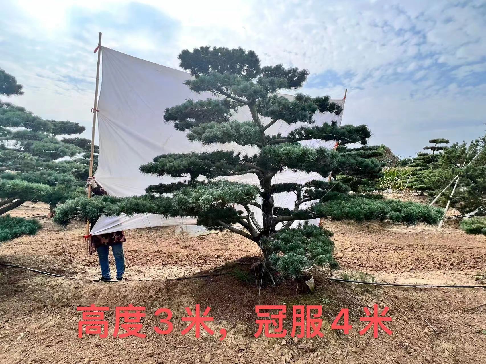 山東造型五針?biāo)煞N植基地苗圃，哪里有，價(jià)格，批發(fā)， 五針?biāo)?工程苗木 景區(qū)園林綠化造景配植，