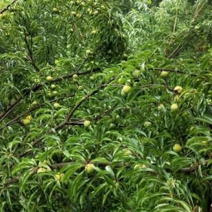 四月李苗批發(fā) 四月李苗供應(yīng)商 四月李苗批發(fā)價 四月李苗 四月李苗基地 福建四月李苗 四月李苗哪家好