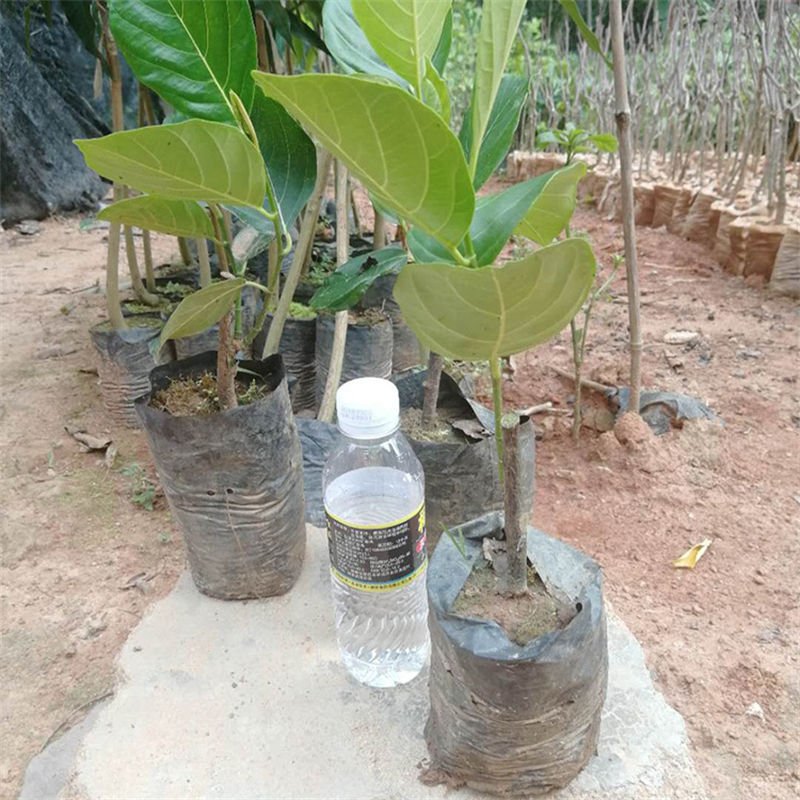 水果樹菠蘿蜜  菠蘿蜜苗基地出售  基地供應(yīng)直發(fā) 品質(zhì)保證