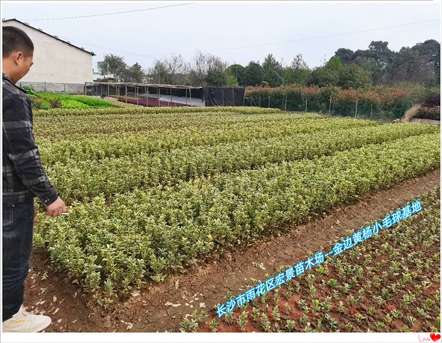 黃楊杯苗-給價就賣的金邊黃楊杯苗-湖南金邊黃楊小毛球來宏景