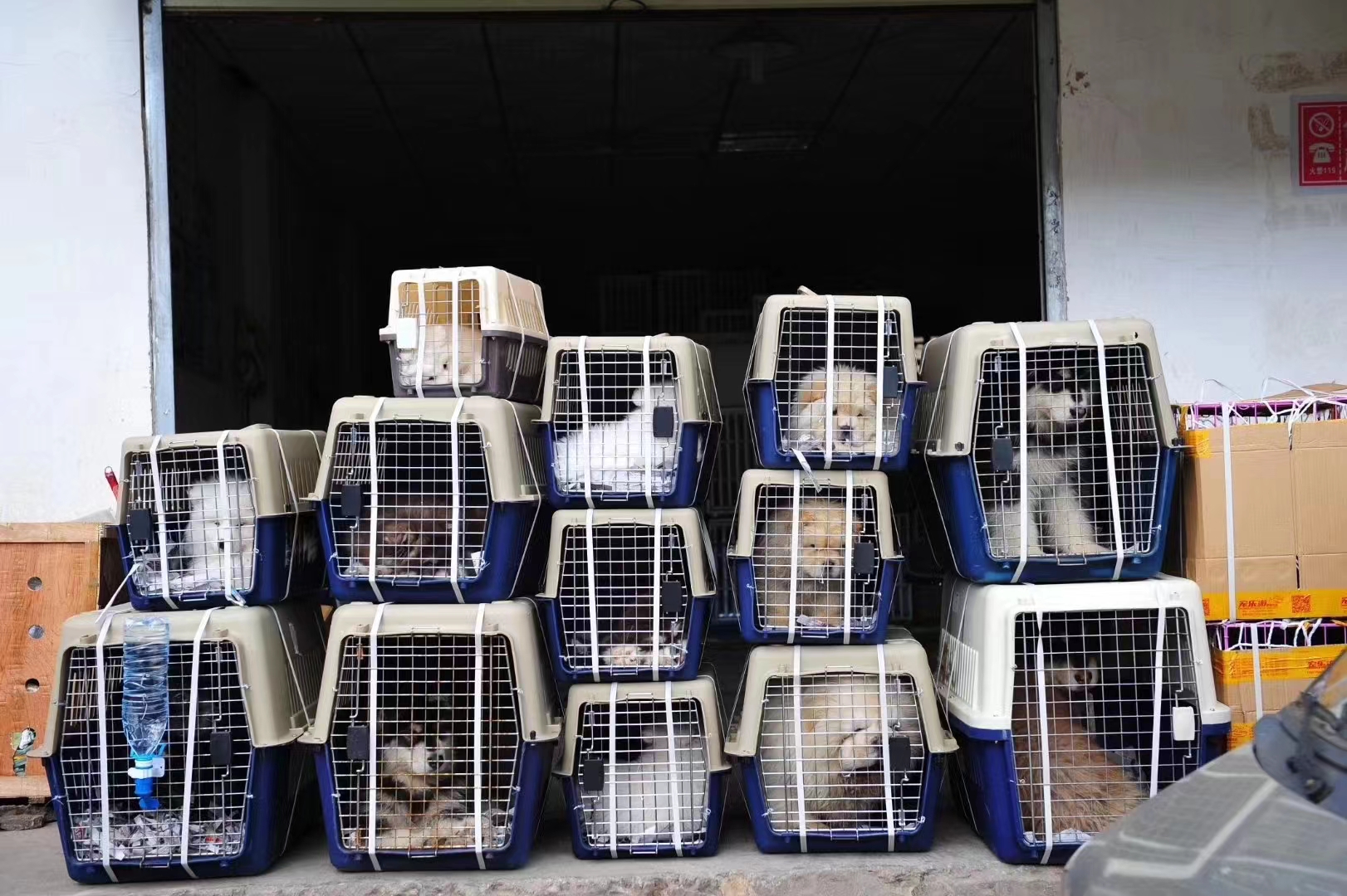 貴州本地寵物托運(yùn)費(fèi)用-哪家好-電話18212005610 貴州寵物單獨(dú)托運(yùn)